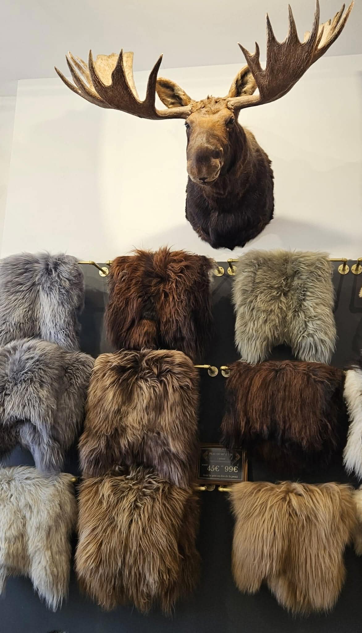 Cors de cerf presentes dans l univers de la maison