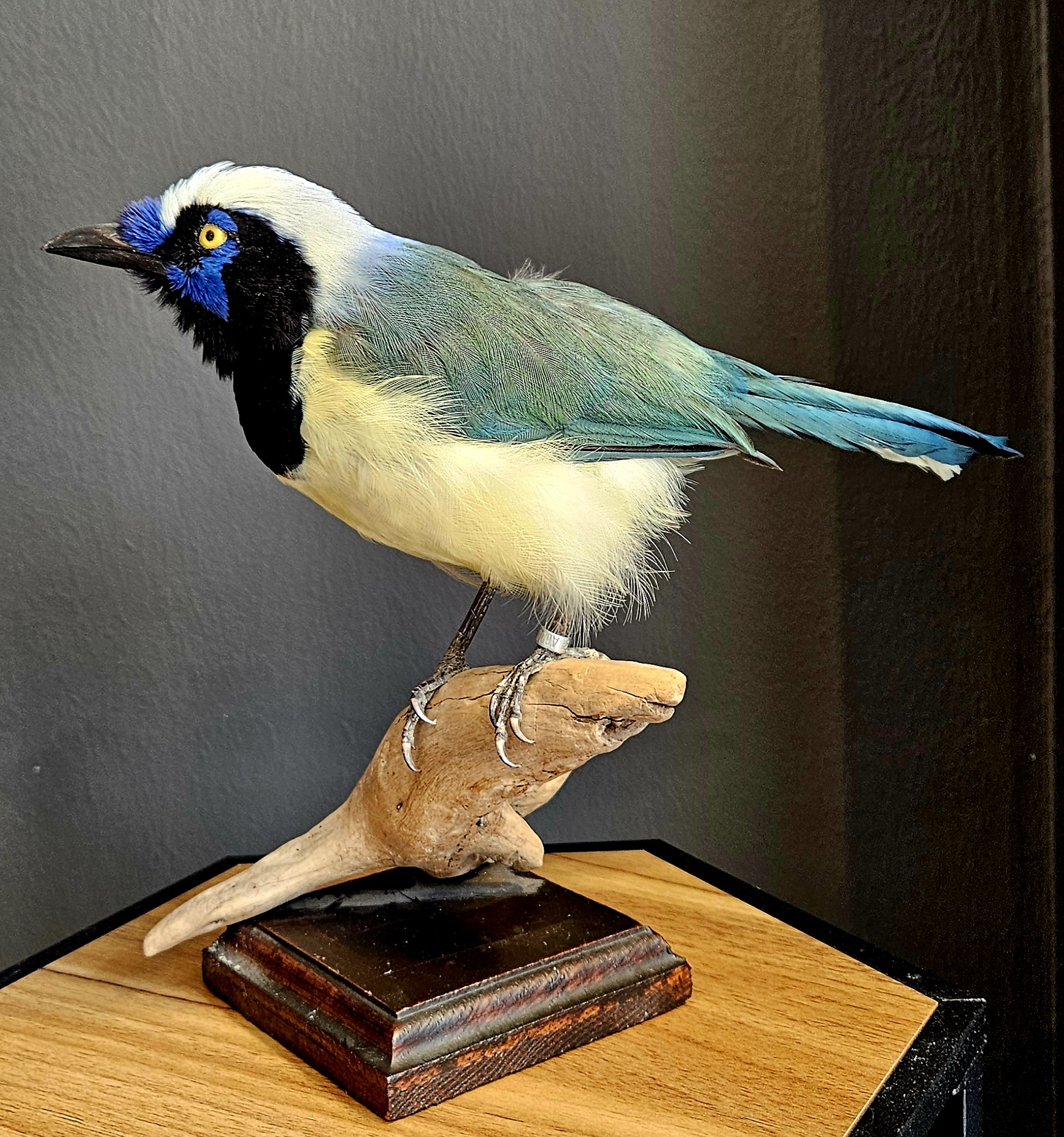 Geai à face blanche (Cyanocorax cyanopogon)