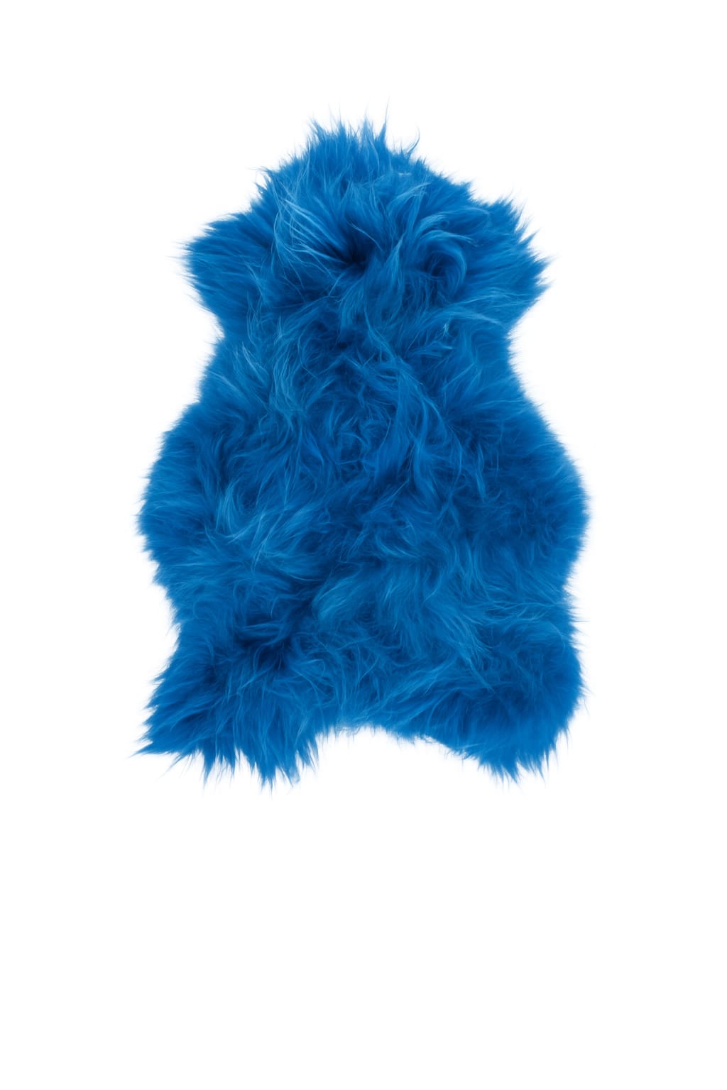 mouton islandais (couleur bleue)