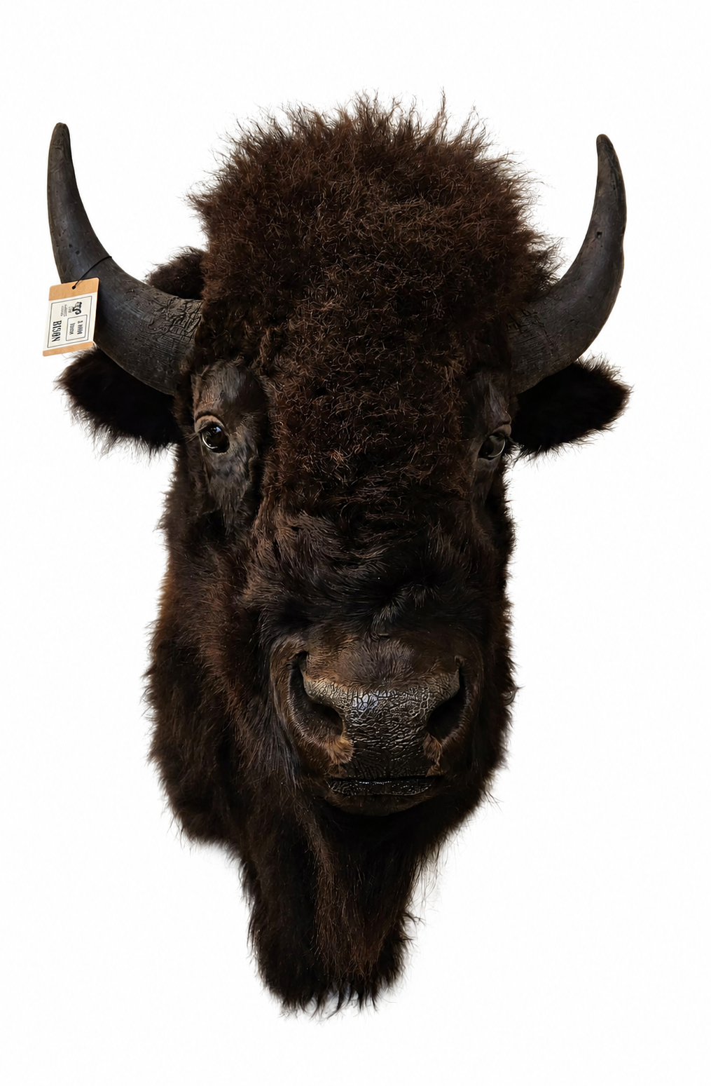 bison brun foncé