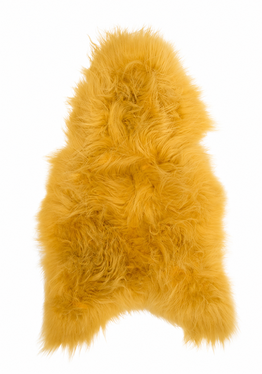 mouton islandaise (couleur jaune)