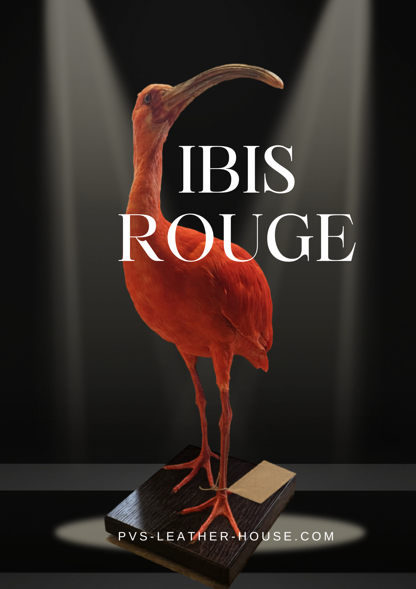 Ibis rouge